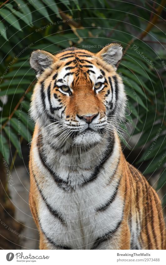 Close up portrait of Siberian Amur tiger Nature Tree Forest Animal Wild animal Cat Animal face Zoo 1 Green Tiger young panthera tigris altaica Snout wildlife