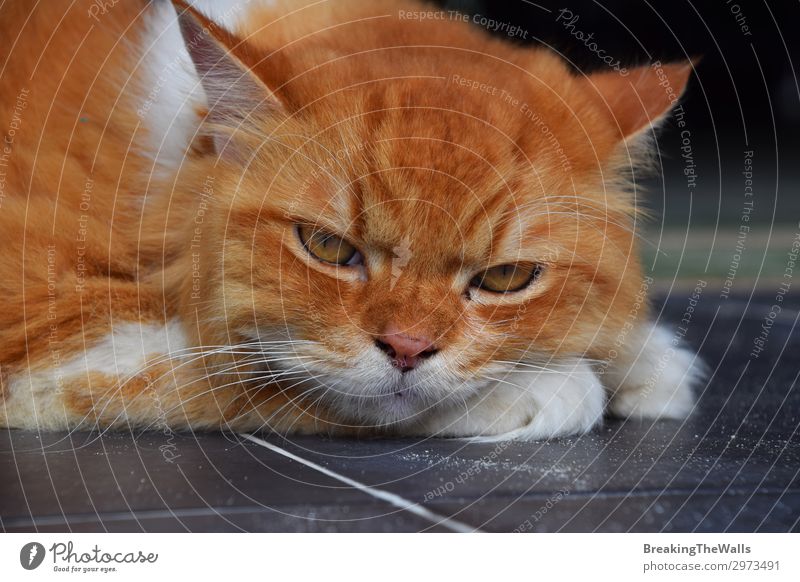 Close up portrait of red ginger domestic cat Relaxation Animal Pet Cat Animal face 1 Large Beautiful Cute Brown Red White Emotions Moody Sadness Loneliness