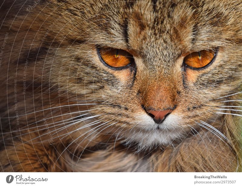 Close up portrait of brown domestic cat Animal Pet Cat Animal face 1 Baby animal Long Cute Brown Red Attentive Watchfulness Serene Calm Self Control Domestic