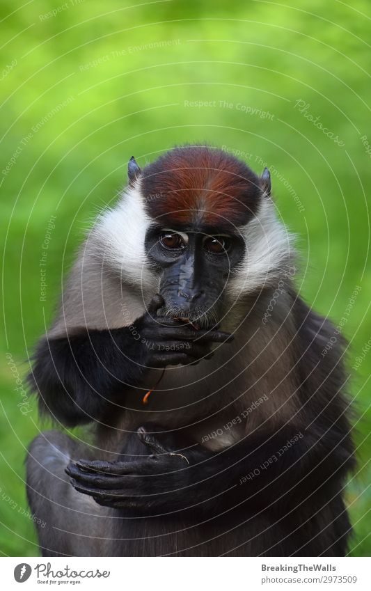 Close up portrait of collared mangabey Eating Nature Animal Animal face Zoo 1 Brown Gray Green Red White Mangabey capped Monkeys Cercocebus torquatus African