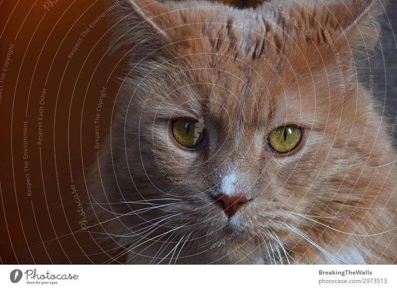 Close up portrait of ginger domestic cat Animal Pet Cat Animal face 1 Large Cute Brown Domestic background Low angle Vantage point Whisker big Snout Serene Head