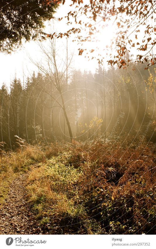 autumn forest Hiking Environment Landscape Plant Earth Air Sun Sunlight Autumn Fog Tree Grass Forest Hill Breathe Illuminate Relaxation Peace Moody