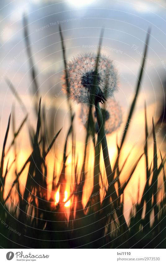 evening mood Plant Sunrise Sunset Spring Beautiful weather Dandelion Garden Park Meadow Field Blue Yellow Gray Orange Pink Red Black Evening sun Dusk Twilight