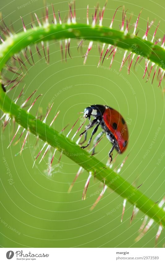 Let's go! Environment Nature Plant Flower Leaf Foliage plant Garden Park Animal Wild animal Beetle 1 Green Red Dangerous Adventure Poppy Ladybird Walking Crawl