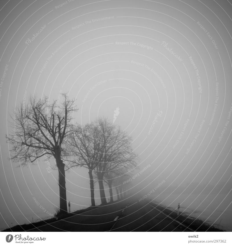 Into the fog Environment Nature Landscape Winter Ice Frost Snow Tree Sparse Bleak Transport Street Roadside Signs and labeling Median strip Orientation