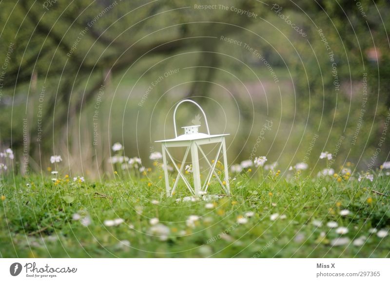 romance Decoration Lamp Feasts & Celebrations Nature Spring Summer Flower Grass Blossom Garden Park Meadow Illuminate Moody Romance Lantern Daisy Picnic