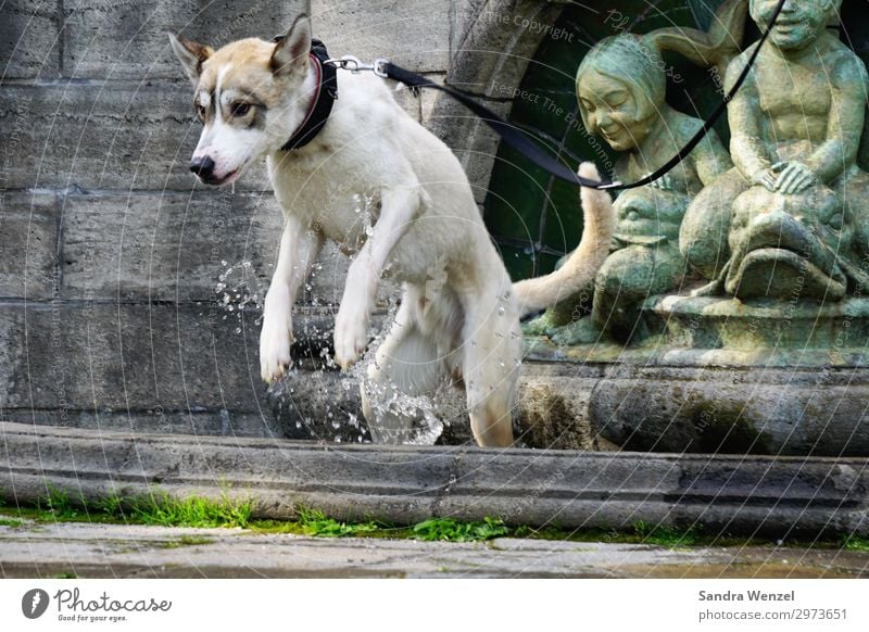 Jacko bathing Wellness Contentment Swimming & Bathing Playing Fitness Sports Training Aquatics Spring Summer Animal Pet Wild animal Dog 1 Jump Elegant Joy