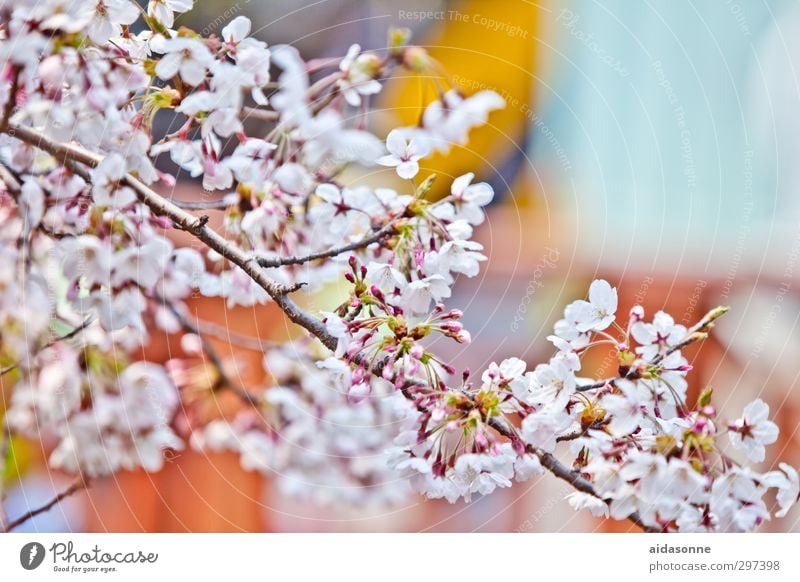 cherry blossoms Nature Plant Tree Blossom Garden Park Relaxation chinhae Kyongsang-namdo south Korea "Cherry blossoms Spring Colour photo Exterior shot Day