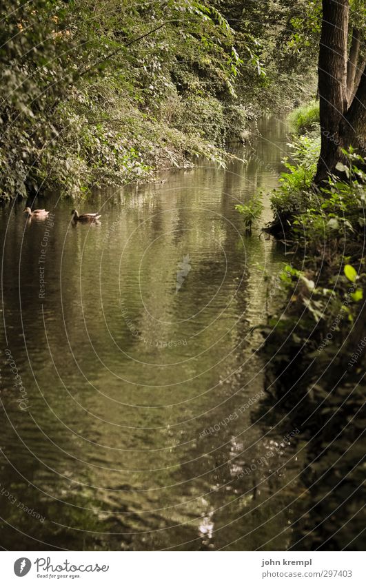 Lusatian Jungle Environment Nature Earth Water Summer Tree Park Virgin forest River bank Brook Duck 2 Animal Growth Positive Brown Green