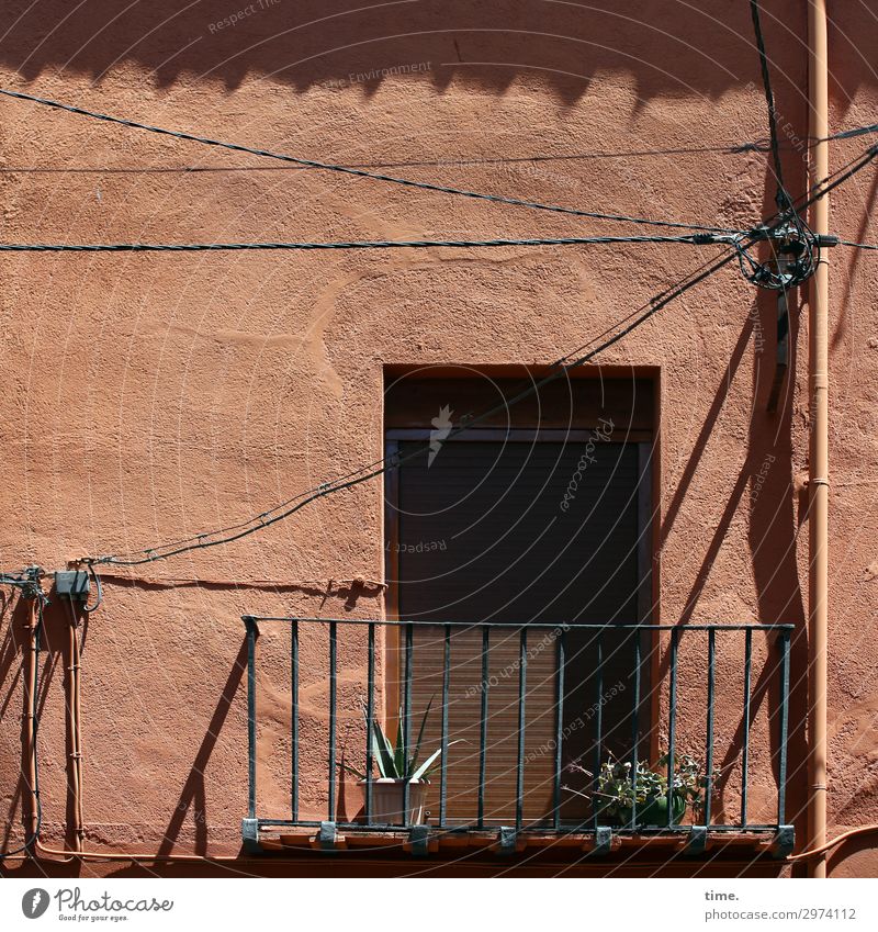 Stories of the fence (XXII) Energy industry Beautiful weather Plant Balcony plant Cactus Lisbon Downtown House (Residential Structure) Wall (barrier)