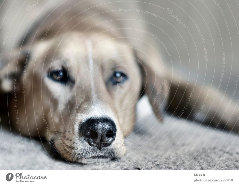 snout Pet Dog 1 Animal Lie Emotions Serene Patient Calm Fatigue Dog's snout Puppydog eyes Colour photo Subdued colour Close-up Deserted Shallow depth of field