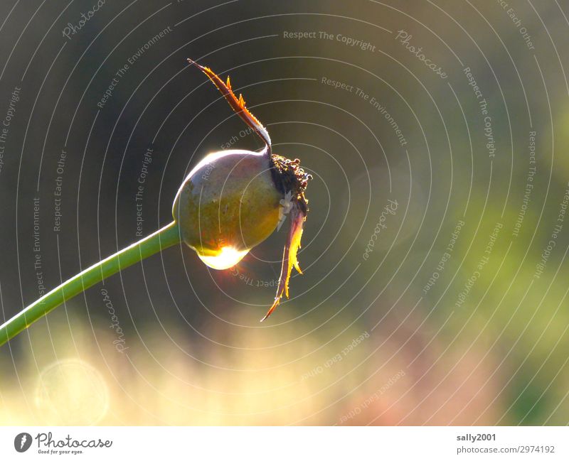 autumnal Autumn Plant Rose Rose hip Faded Hope Nature Pure Transience Seed Drops of water Dew Colour photo Exterior shot Deserted Day Reflection