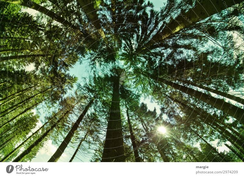 Treetops seen from the frog's perspective Vacation & Travel Far-off places Summer Hiking Environment Nature Landscape Climate Beautiful weather Plant