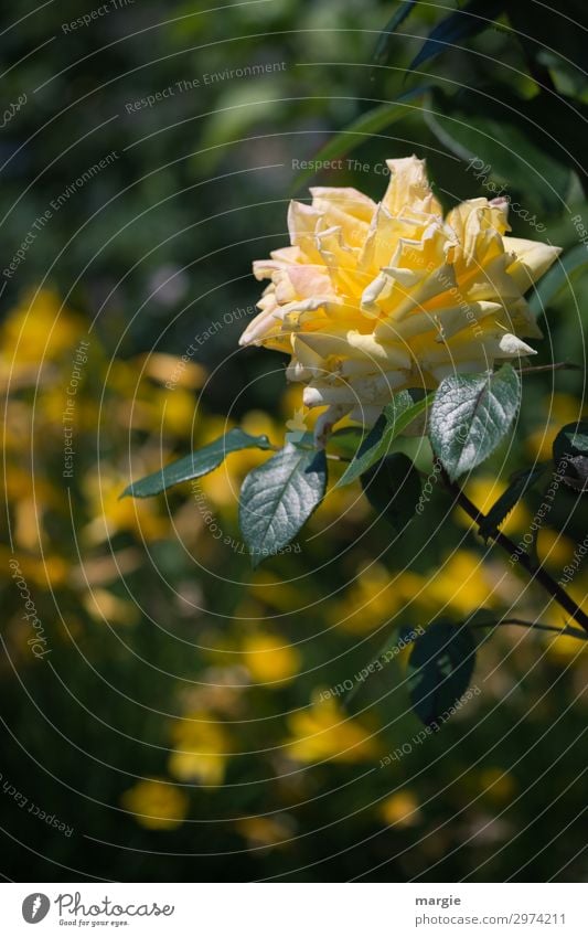 Yellow Rose Environment Nature Plant Animal Beautiful weather Flower Bushes Leaf Blossom Foliage plant Garden Park Green Faded Rose leaves Rose blossom Love