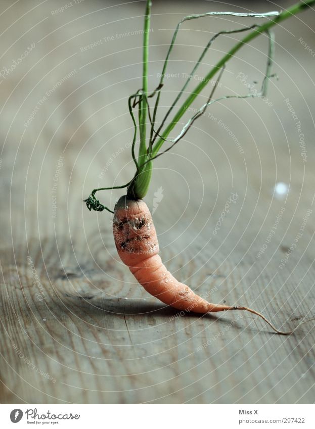 Photocase without UNS Lettuce Salad To dry up Old Dry Spoiled Withered Putrid Wrinkles Carrot Colour photo Close-up Deserted Looking into the camera