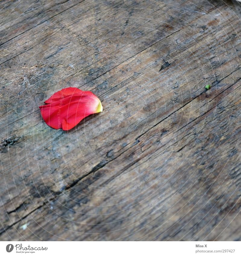 rose petal Flower Rose Blossom Wood Faded To dry up Pink Red Rose leaves Blossom leave Colour photo Multicoloured Close-up Deserted Copy Space right