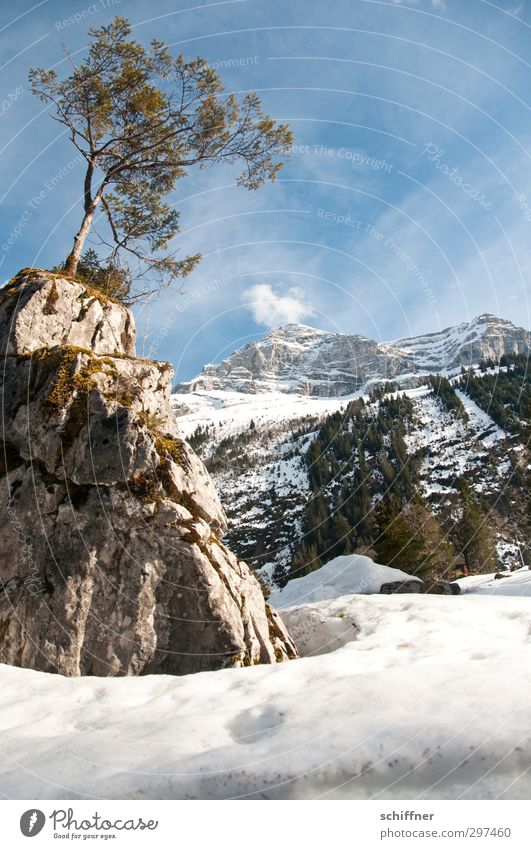 climax Environment Nature Landscape Sky Sunlight Winter Beautiful weather Ice Frost Snow Tree Rock Alps Mountain Peak Snowcapped peak Cold Height Level