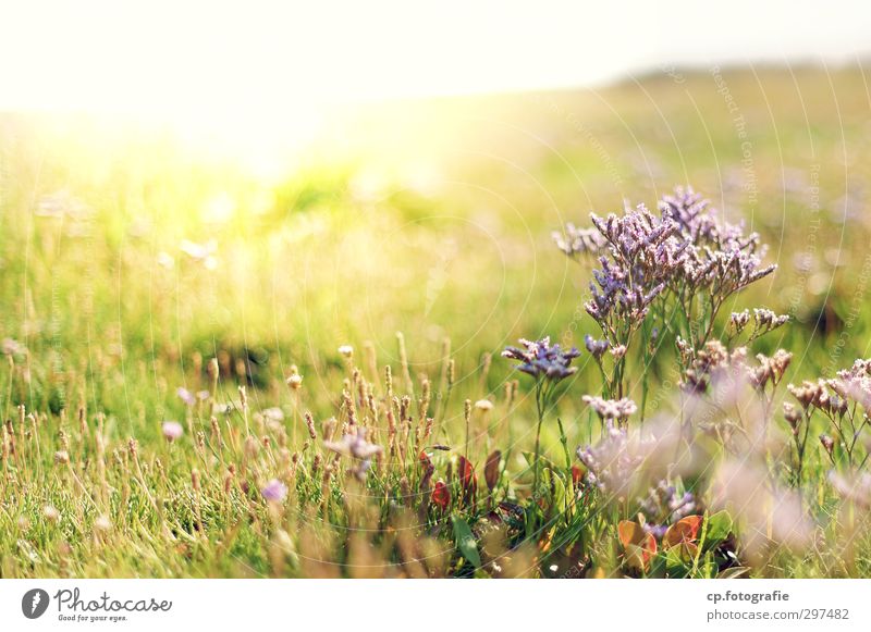 dyke meadow in the sun Plant Sunlight Summer Beautiful weather Garden Park Meadow Warmth Blossom Exterior shot Deserted Copy Space left Morning Back-light