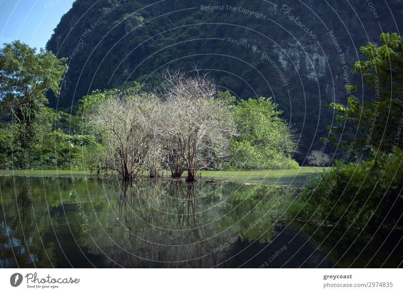 Landscape with dry trees in water among the greenery against limestone mountain in Trang An, Vietnam Summer Mountain Environment Nature Tree Hill Rock Lake