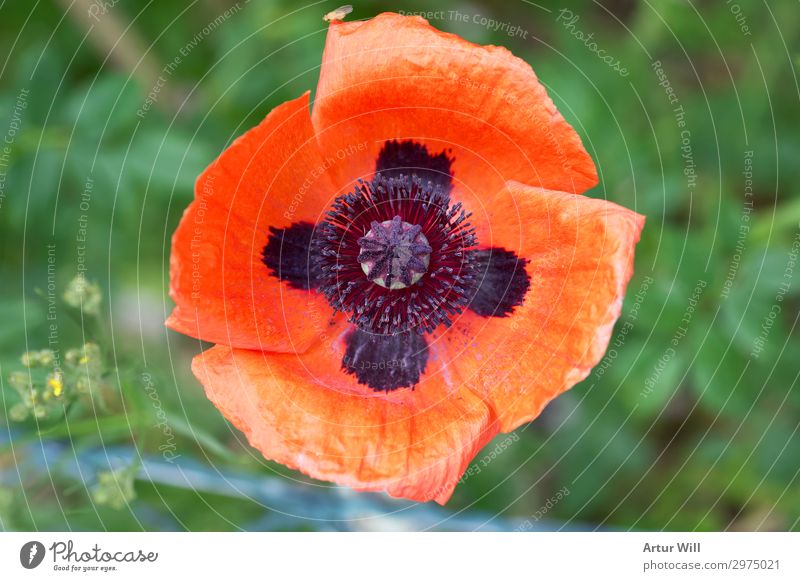 poppy flower Environment Nature Plant Summer Beautiful weather Flower Blossom Wild plant Poppy blossom Garden Park Meadow Field Happy Red Joy Happiness