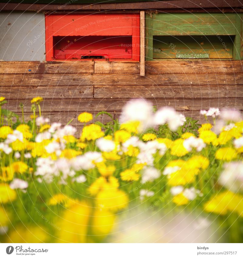 bee pasture Bee-keeper Bee-keeping Agriculture Forestry Spring Summer Beautiful weather Garden Flower meadow Beehive Honey flora Work and employment Blossoming