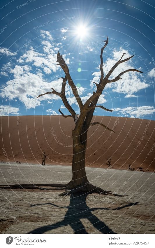 desert times Sun Tree Desert Namib desert Threat Hot Dry Blue Brown Yellow Apocalyptic sentiment Environmental pollution Change Sossusvlei Climate change