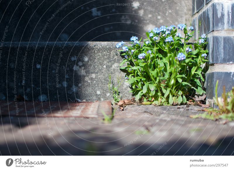 Forget-me-not (Myosotis) House (Residential Structure) Garden Gardening Nature Plant Beautiful weather Flower Wall (barrier) Wall (building) Stairs Blue Gray