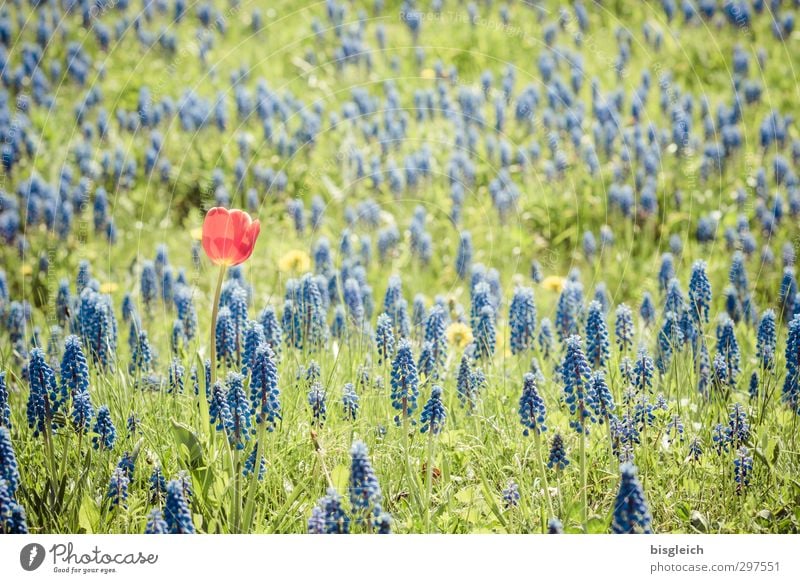 individualist Plant Flower Tulip Hyacinthus Meadow Blue Green Red Joie de vivre (Vitality) Loneliness Uniqueness Colour photo Exterior shot Deserted Day