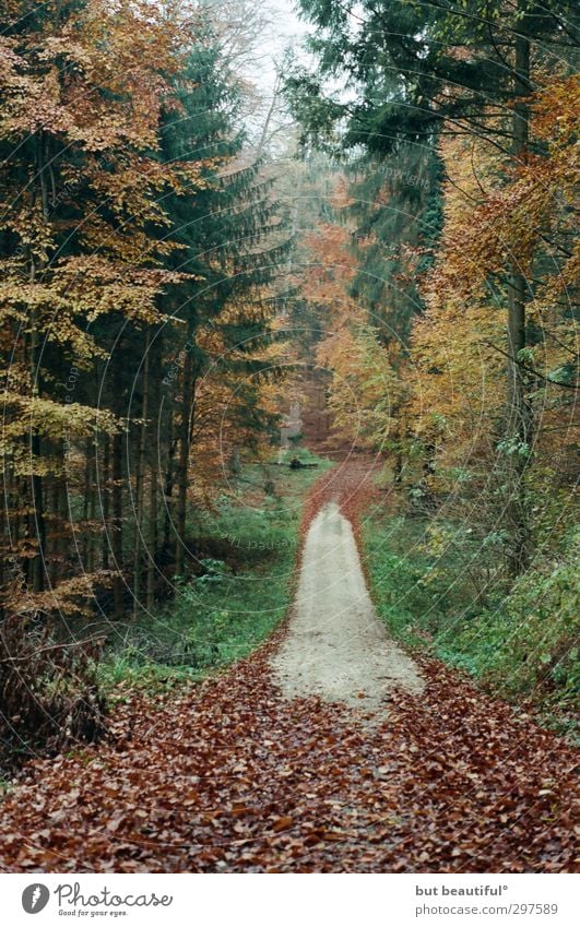 autumn picture with way or so° Environment Nature Landscape Autumn Tree Forest Attentive Watchfulness Serene Patient Calm Colour photo Exterior shot