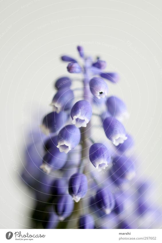 little trub Nature Plant Flower Blossom Blue Violet Muscari Hyacinthus Spring Spring flower Blur Blossoming Colour photo Interior shot Close-up Detail