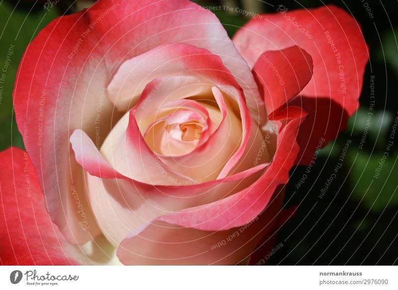 rose blossom Plant Flower Rose Blossom Illuminate Fragrance Beautiful Natural Pink Red Love Infatuation Loyalty Romance Rose blossom Blossoming Blossom leave