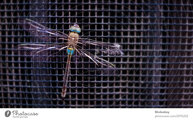 Dragon Fly II Nature Animal Summer Beautiful weather Seville Andalucia Spain Europe Town Downtown Old town Populated Facade Grating Metal grid Wild animal