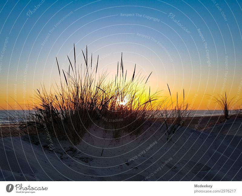 Beauty of the dunes I Environment Nature Landscape Sand Water Sky Cloudless sky Sun Sunrise Sunset Summer Beautiful weather Coast Beach Ocean Atlantic Ocean