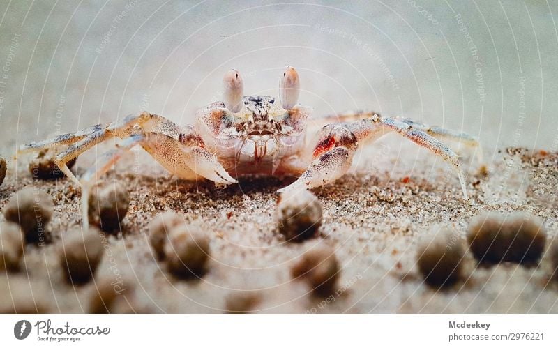 crab party Environment Nature Landscape Plant Animal Sand Summer Beach Ocean Atlantic Ocean Wild animal Shrimp Cancer Shellfish 1 Exotic Free Near Maritime