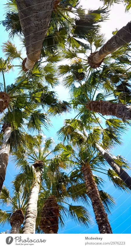 sea of palm trees Environment Nature Landscape Plant Sky Clouds Sun Sunlight Summer Beautiful weather Warmth Leaf Foliage plant Wild plant Exotic Palm tree Park