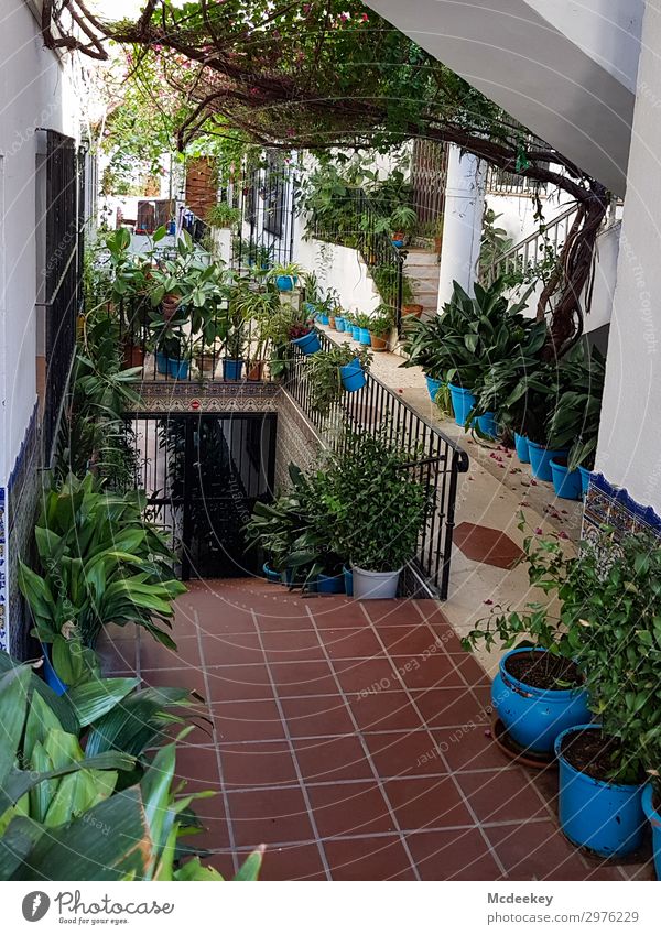 mijas Summer Beautiful weather Plant Flower Mijas Andalucia Spain Europe Village Small Town Downtown Old town Populated Manmade structures Architecture Stairs