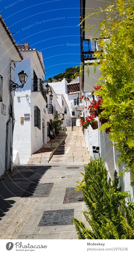 mijas Plant Sky Cloudless sky Summer Beautiful weather Flower Blossom Pot plant Mijas Andalucia Spain Europe Village Small Town Downtown Populated