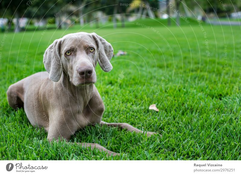 Portrait of weimaraner Landscape Plant Grass Park Field Animal Pet Dog 1 Looking Illuminate Natural Gray Green Calm Self Control Elegant Life Wellness