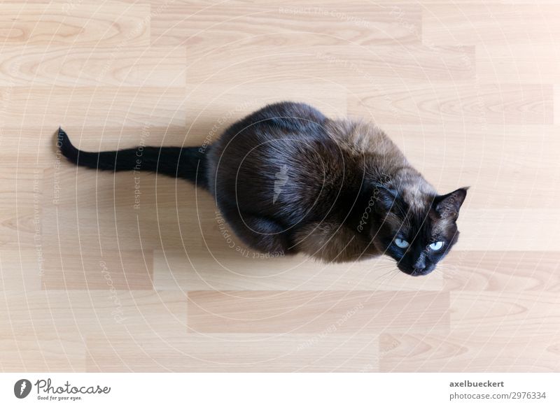 Cat sits on floor and looks upwards Animal Pet 1 Sit Siamese cat Ground Laminate Parquet floor Upward Curiosity Colour photo Subdued colour Interior shot