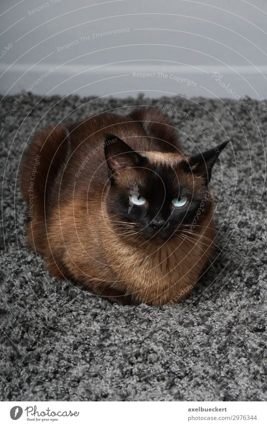 Siamese cat on carpet Animal Pet Cat 1 Lie Soft purebred cat Carpet Living or residing Colour photo Subdued colour Interior shot Close-up Deserted