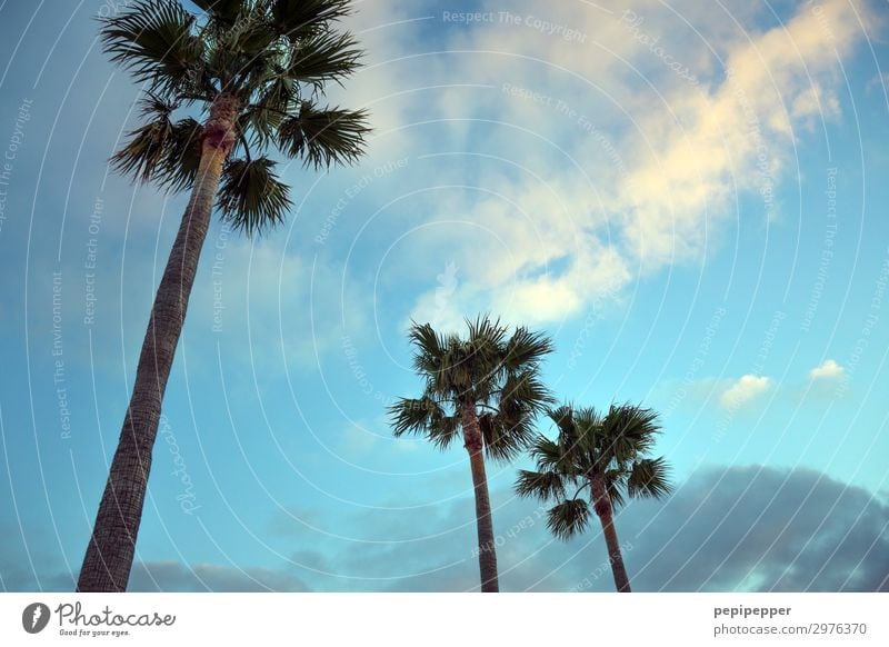 palm trees Vacation & Travel Tourism Trip Far-off places Freedom Summer Plant Tree Palm tree Wood Movement Blue Exterior shot Twilight Silhouette Sunrise Sunset