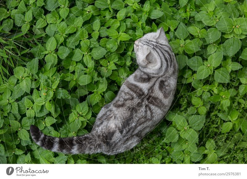 The cat Prenzlauer Berg Animal Pet Cat Pelt 1 Testing & Control Concentrate Moody Colour photo Exterior shot Deserted Day Animal portrait Rear view Looking away