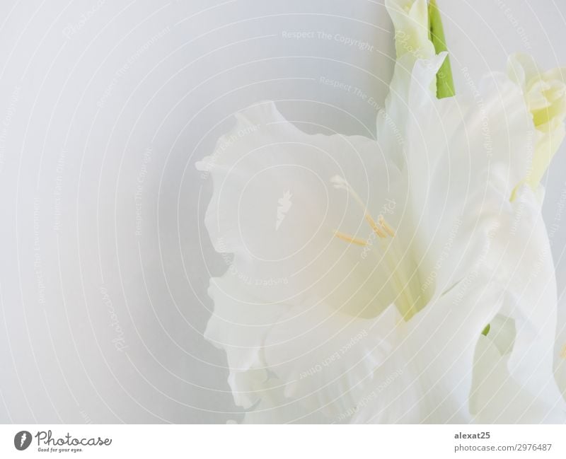 Foreground of white flower on white background Elegant Beautiful Summer Nature Plant Flower Leaf Blossom Fresh Natural Soft Green White Beauty Photography close