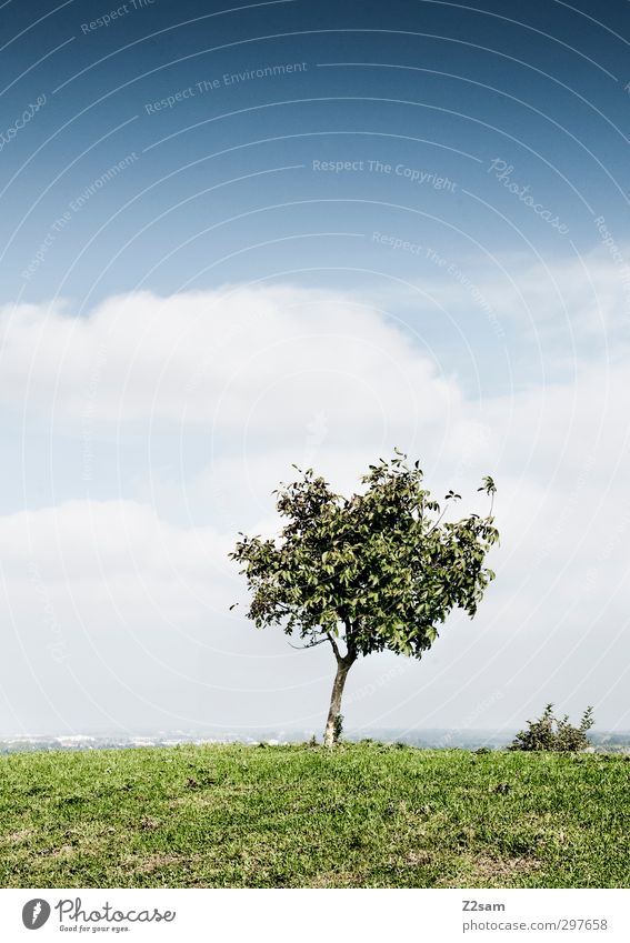 Evening square Environment Nature Landscape Sky Clouds Horizon Summer Beautiful weather Tree Meadow Mountain Simple Fresh Sustainability Natural Calm Loneliness