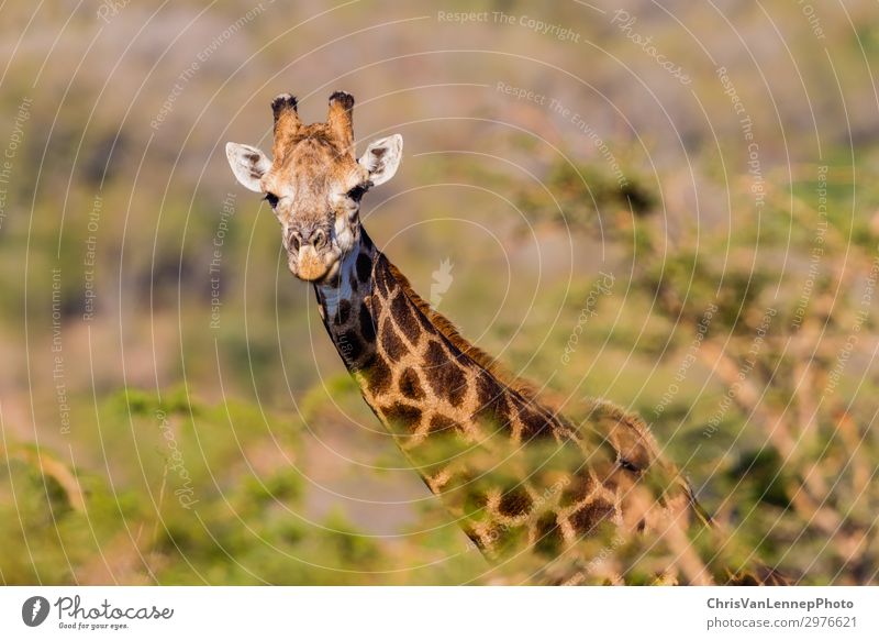 Wildlife Giraffe Alert Trees Rural Reserve Safari Nature Animal Wild animal Animal face 1 Observe Threat Elegant Adventure Colour photo Close-up Deserted Day