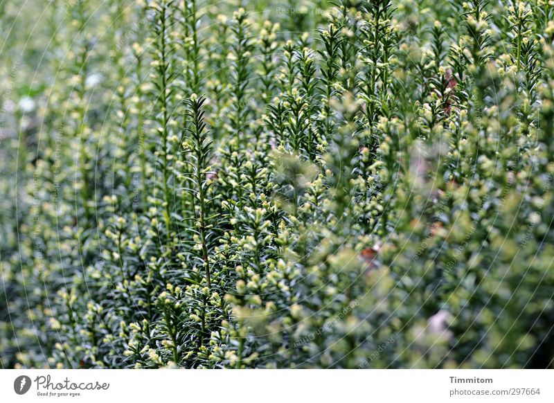 I went to so much trouble! See...? Environment Plant taxus Garden Growth Simple Glittering Natural Green Hedge Unkempt Blossoming Bud Colour photo