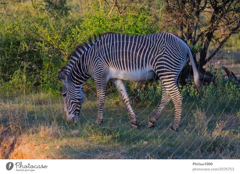 Isolated zebra walking in the savannah Playing Safari Mountain Nature Animal Sky Grass Park Stripe Natural Wild Black White Africa Kenya Samburu african cape