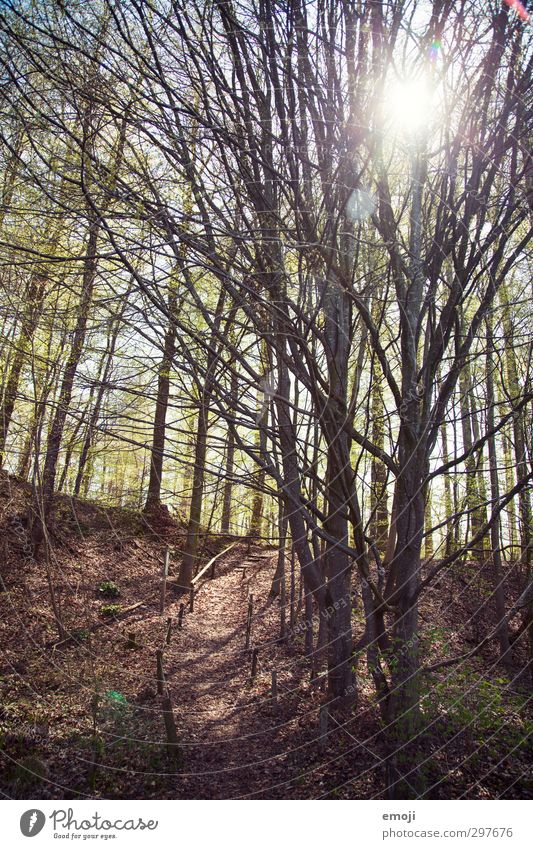 stroll Environment Nature Spring Beautiful weather Tree Forest Natural Brown Promenade Colour photo Exterior shot Deserted Day Sunlight Sunbeam