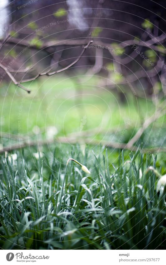 BOGA Environment Nature Plant Drops of water Flower Grass Foliage plant Natural Green Narcissus Bud Colour photo Exterior shot Close-up Deserted Day