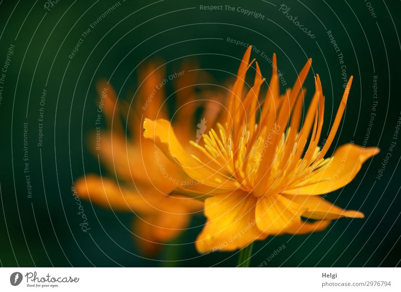 Close-up of a yellow blossom in front of a dark background Environment Nature Plant Summer Flower Blossom Park Blossoming Growth Esthetic Beautiful Uniqueness